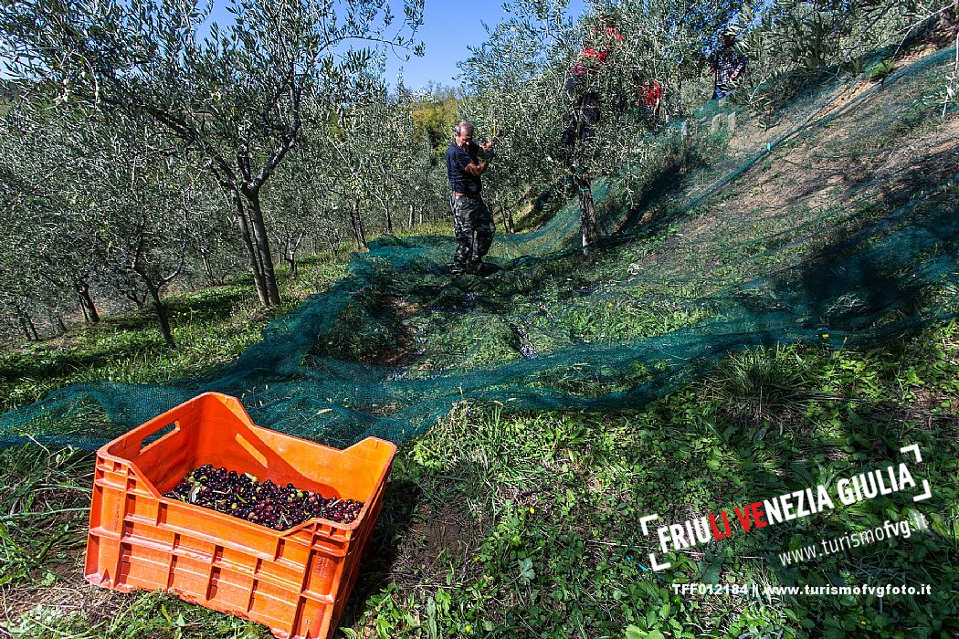 Olive Harvest