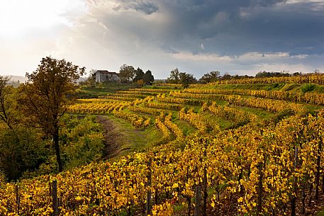 Autumn in Collio