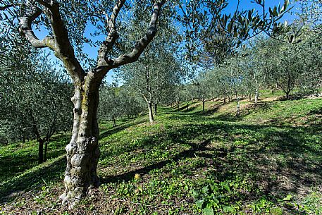 Olive Grove