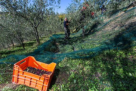 Olive Harvest