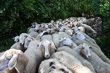 Flock of sheep,
