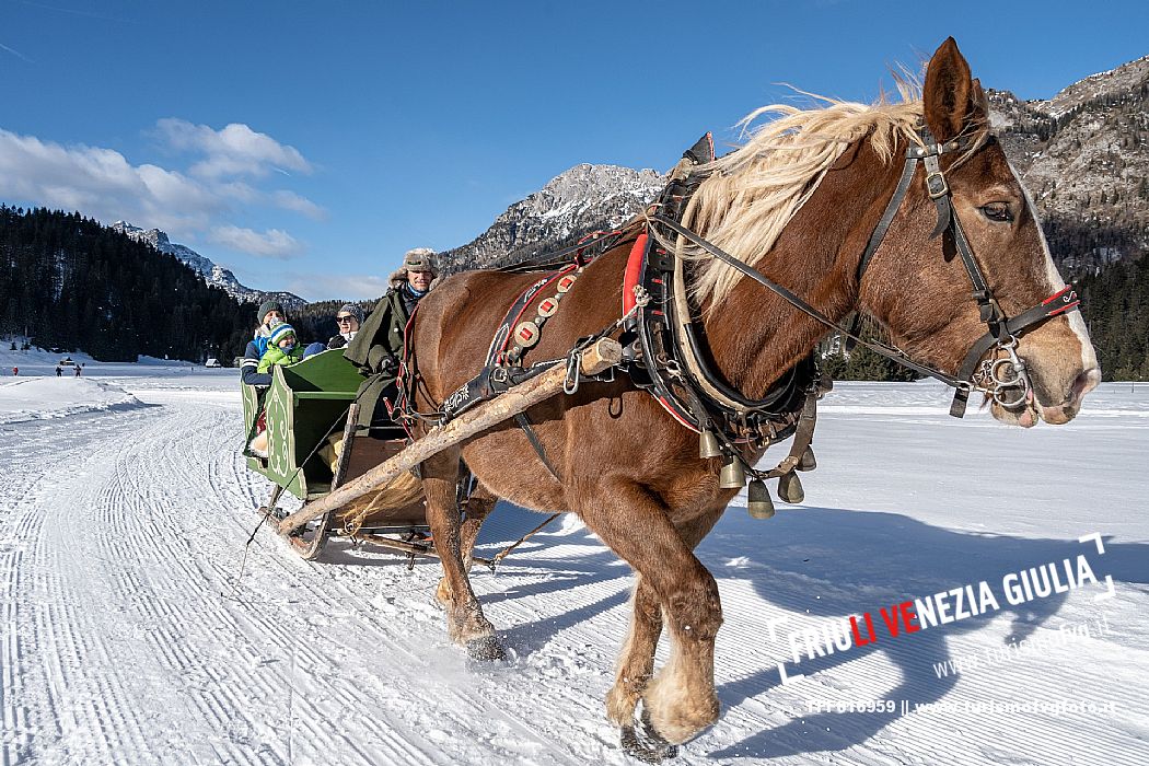 Sappada -  horse-drawn sleigh rides