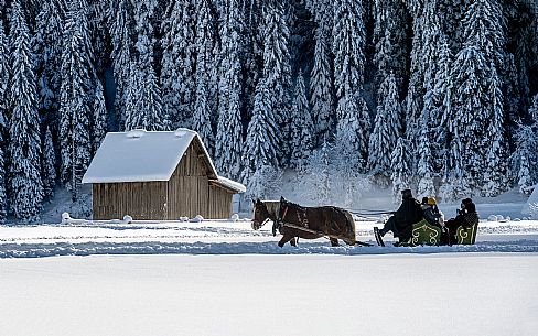 Sappada -  horse-drawn sleigh rides