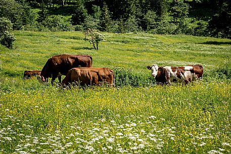 Malga Zermula - Carnia