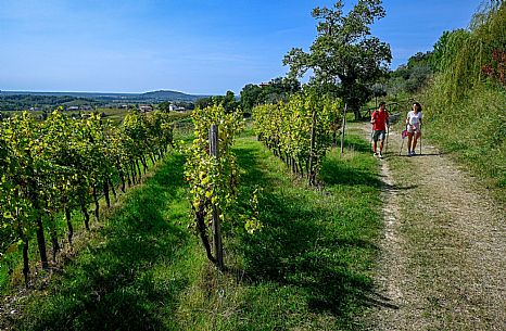 Cormons - Vigne Alte Path