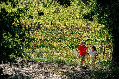 Cormons - Vigne Alte Path