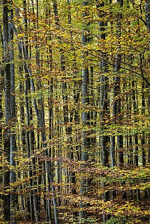 Forest near the Fontanone di Goriuda, in the Raccolana Valley (Chiusaforte) - Ud
