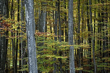 Forest near the Fontanone di Goriuda, in the Raccolana Valley (Chiusaforte) - Ud