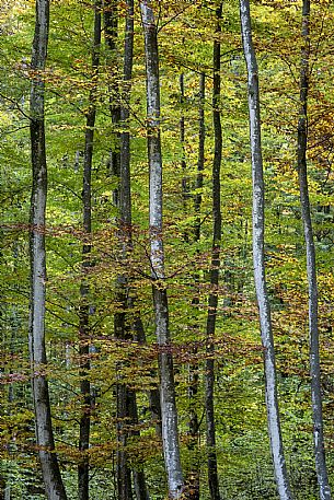 Forest near the Fontanone di Goriuda, in the Raccolana Valley (Chiusaforte) - Ud