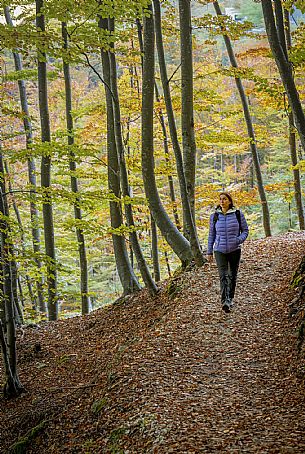 Forest near the Fontanone di Goriuda, in the Raccolana Valley (Chiusaforte) - Ud