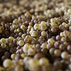 white grapes