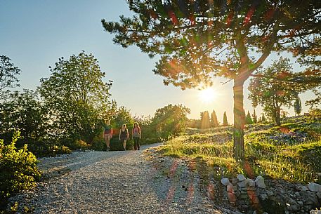 AAT 34 - Bothanic Garden Carsiana