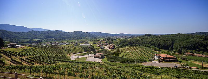 Dario Coos azienda vinicola