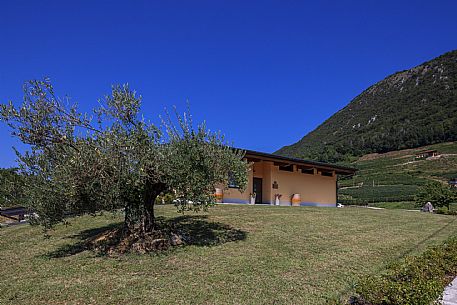 Dario Coos azienda vinicola