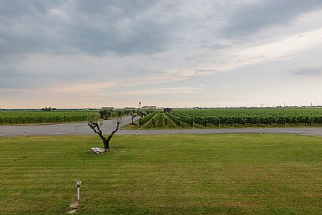 Fantinel wines