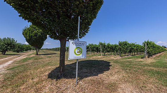 Cantine Rigonat winery