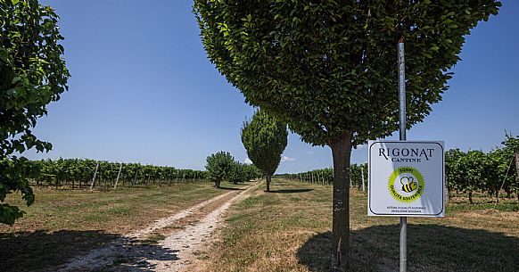 Cantine Rigonat winery