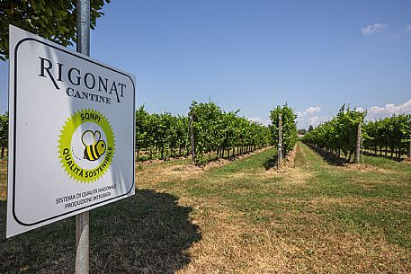 Cantine Rigonat winery
