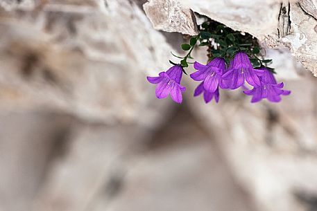 Campanula Morettiana