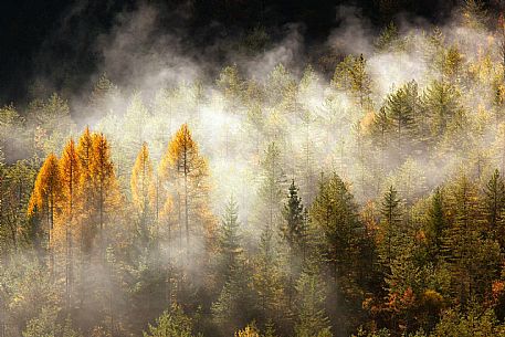 Larch Wood - Vajont