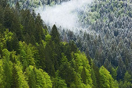 Sauris Wood