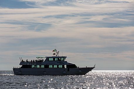 Delfino Verde