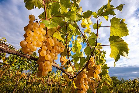 Autumn in Collio