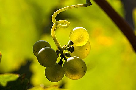 Autumn in Collio